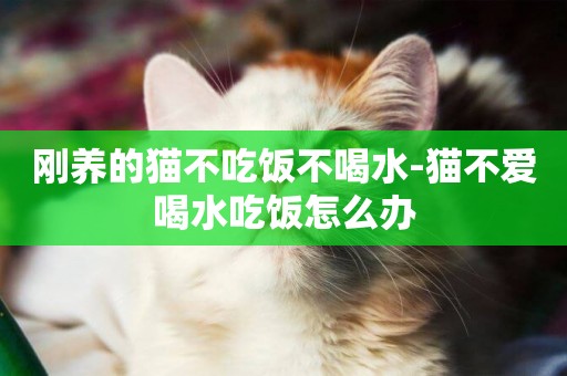 剛養的貓不吃飯不喝水-貓不愛喝水吃飯怎么辦