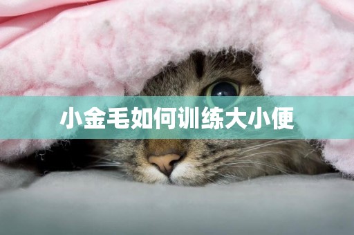 小金毛如何訓練大小便