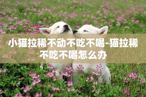小貓拉稀不動不吃不喝-貓拉稀不吃不喝怎么辦