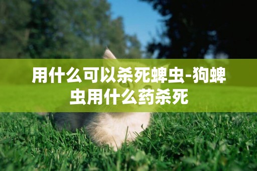 用什么可以殺死蜱蟲-狗蜱蟲用什么藥殺死