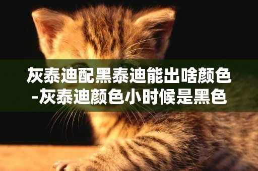 灰泰迪配黑泰迪能出啥顏色-灰泰迪顏色小時候是黑色長大為什么就變成灰色了