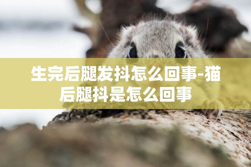 生完后腿發抖怎么回事-貓后腿抖是怎么回事