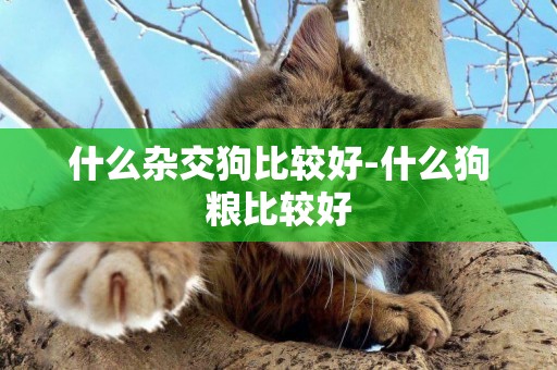 什么雜交狗比較好-什么狗糧比較好