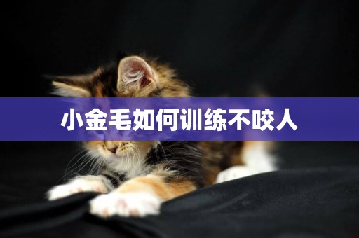 小金毛如何訓練不咬人