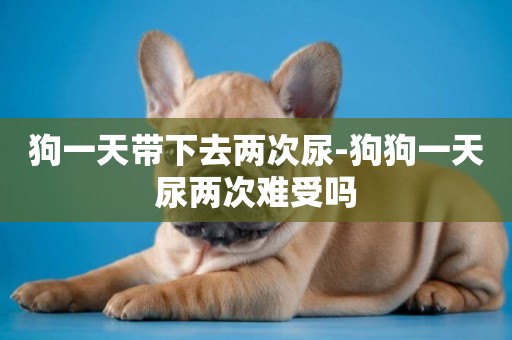 狗一天帶下去兩次尿-狗狗一天尿兩次難受嗎
