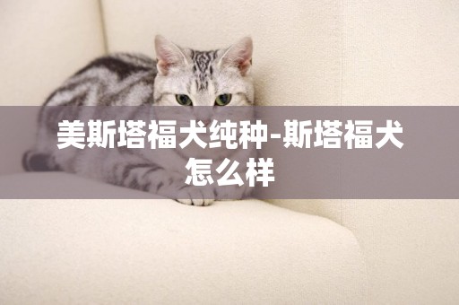 美斯塔福犬純種-斯塔福犬怎么樣