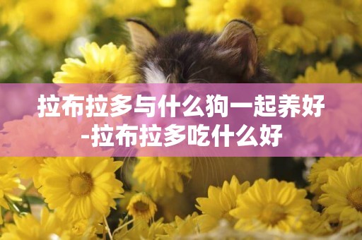 拉布拉多與什么狗一起養好-拉布拉多吃什么好