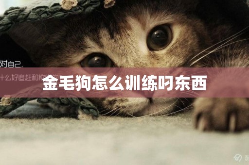 金毛狗怎么訓練叼東西