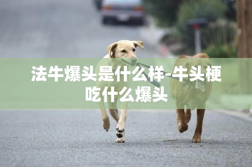 法牛爆頭是什么樣-牛頭梗吃什么爆頭
