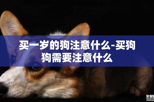 買一歲的狗注意什么-買狗狗需要注意什么