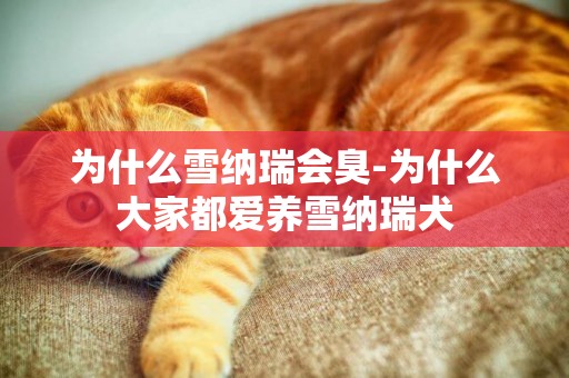 為什么雪納瑞會臭-為什么大家都愛養雪納瑞犬
