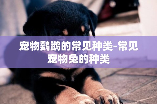 寵物鸚鵡的常見種類-常見寵物兔的種類