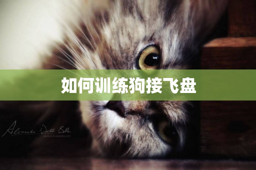 如何訓練狗接飛盤