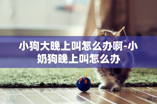 小狗大晚上叫怎么辦啊-小奶狗晚上叫怎么辦