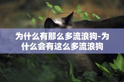為什么有那么多流浪狗-為什么會有這么多流浪狗