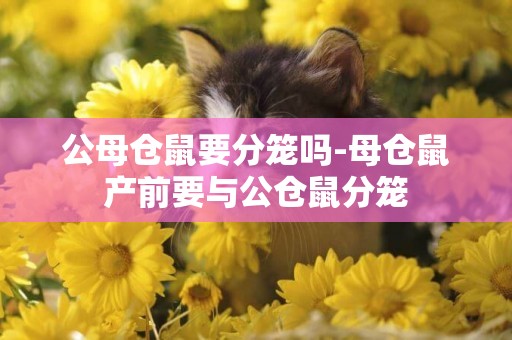 公母倉鼠要分籠嗎-母倉鼠產前要與公倉鼠分籠