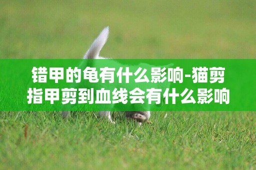 錯甲的龜有什么影響-貓剪指甲剪到血線會有什么影響