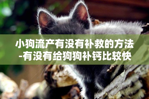 小狗流產有沒有補救的方法-有沒有給狗狗補鈣比較快速的方法