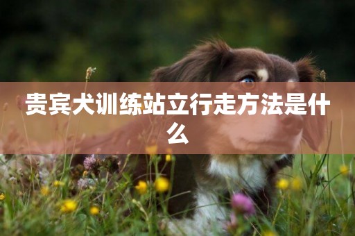 貴賓犬訓練站立行走方法是什么