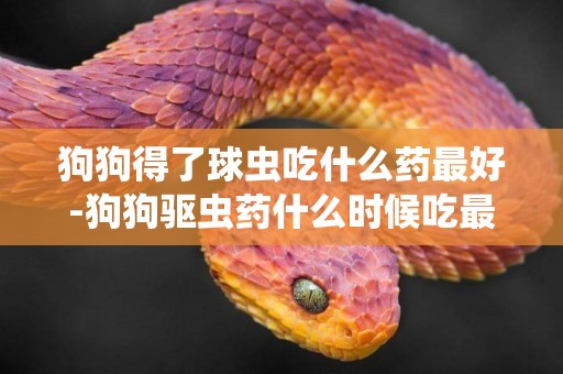 狗狗得了球蟲吃什么藥最好-狗狗驅蟲藥什么時候吃最好