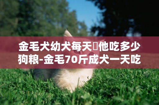 金毛犬幼犬每天給他吃多少狗糧-金毛70斤成犬一天吃多少狗糧