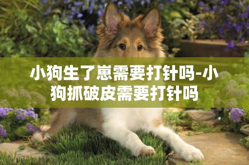 小狗生了崽需要打針嗎-小狗抓破皮需要打針嗎