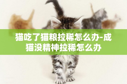 貓吃了貓糧拉稀怎么辦-成貓沒精神拉稀怎么辦