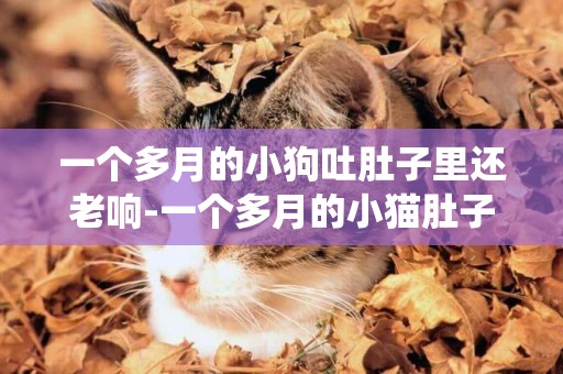 一個多月的小狗吐肚子里還老響-一個多月的小貓肚子里蛔蟲好大哦怎么辦