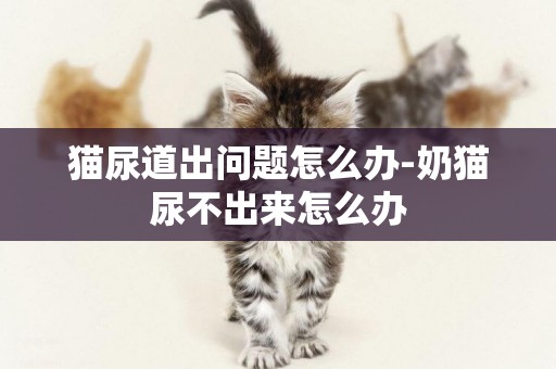 貓尿道出問題怎么辦-奶貓尿不出來怎么辦