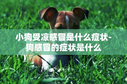 小狗受涼感冒是什么癥狀-狗感冒的癥狀是什么