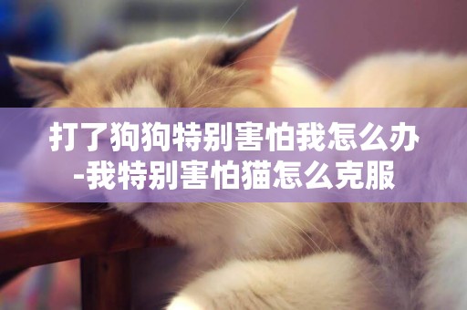 打了狗狗特別害怕我怎么辦-我特別害怕貓怎么克服