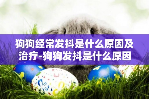 狗狗經常發抖是什么原因及治療-狗狗發抖是什么原因