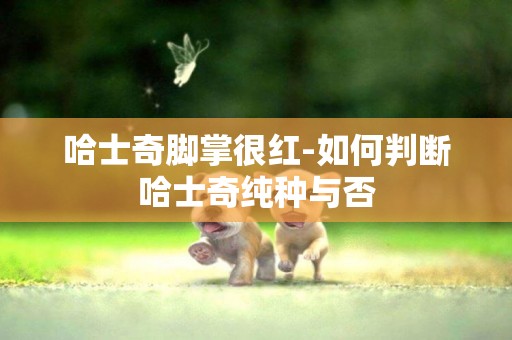 哈士奇腳掌很紅-如何判斷哈士奇純種與否
