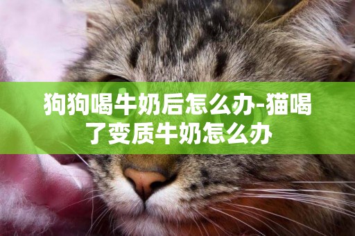 狗狗喝牛奶后怎么辦-貓喝了變質牛奶怎么辦