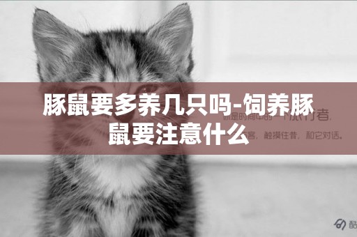 豚鼠要多養幾只嗎-飼養豚鼠要注意什么