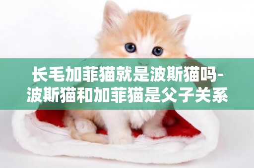 長毛加菲貓就是波斯貓嗎-波斯貓和加菲貓是父子關系嗎