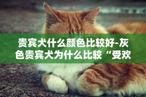 貴賓犬什么顏色比較好-灰色貴賓犬為什么比較“受歡迎”