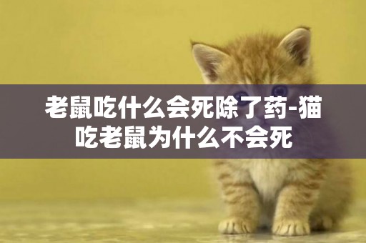 老鼠吃什么會死除了藥-貓吃老鼠為什么不會死