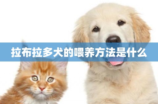 拉布拉多犬的喂養方法是什么