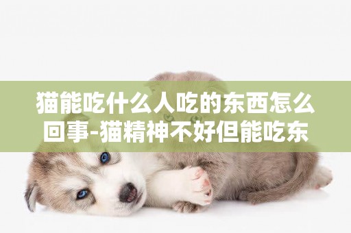 貓能吃什么人吃的東西怎么回事-貓精神不好但能吃東西怎么回事