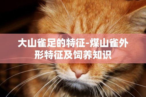 大山雀足的特征-煤山雀外形特征及飼養知識