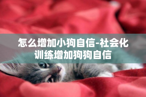 怎么增加小狗自信-社會化訓練增加狗狗自信