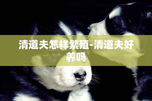 清道夫怎樣繁殖-清道夫好養嗎