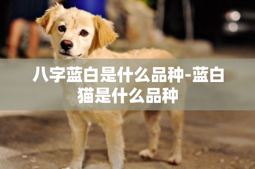 八字藍白是什么品種-藍白貓是什么品種