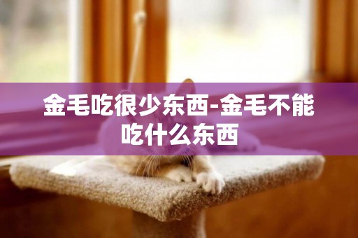 金毛吃很少東西-金毛不能吃什么東西