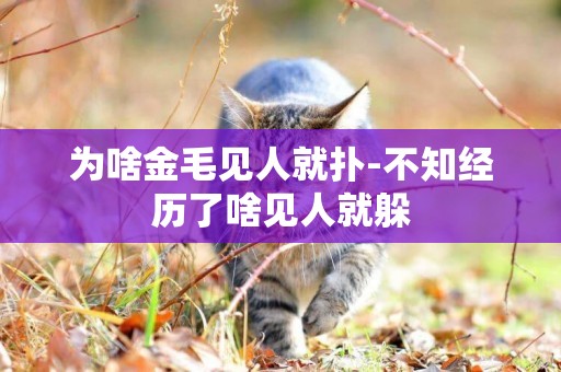 為啥金毛見人就撲-不知經歷了啥見人就躲
