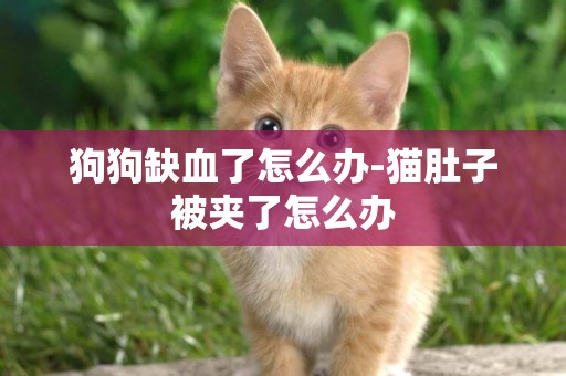 狗狗缺血了怎么辦-貓肚子被夾了怎么辦