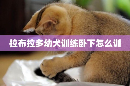 拉布拉多幼犬訓練臥下怎么訓