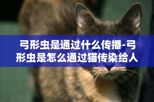 弓形蟲是通過什么傳播-弓形蟲是怎么通過貓傳染給人的