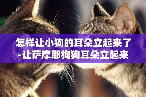 怎樣讓小狗的耳朵立起來了-讓薩摩耶狗狗耳朵立起來